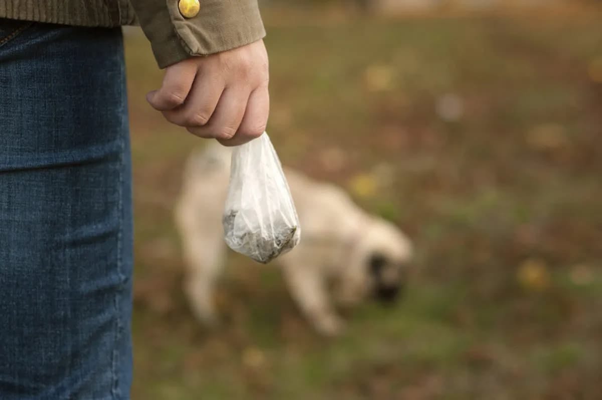 Why is my dog's poop white?