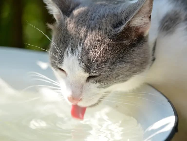 A Guide to Preventing Dehydration in Cats and Ensuring They Stay Hydrated