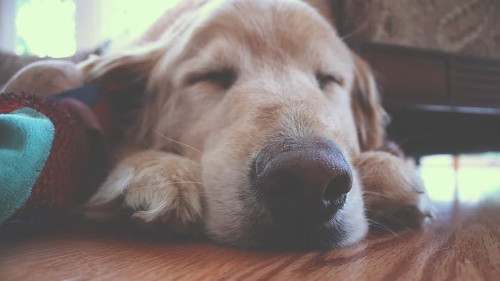 Caring for Your Senior Dog: Essential Tips for Helping Your Golden Years Shine
